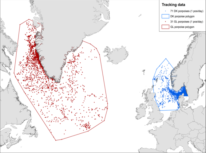 Figuur 1. Satellietposities van 71 bruinvissen gezenderd in Denemarken (blauwe stippen) en 31 in West-Groenland (rode stippen). Te zien is dat de bruinvissen die zijn gezenderd in Denemarken niet de zuidelijke Noordzee in bewegen. Waar de zuidelijkere bruinvissen heen gaan is nog onbekend.