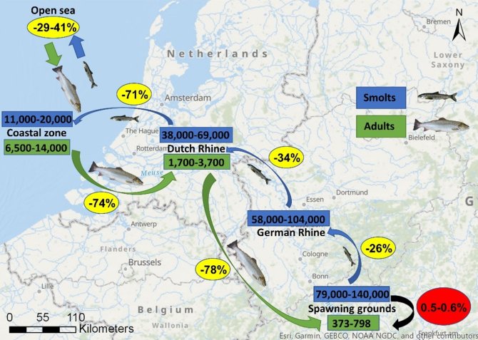 Geschatte aantallen van stroomafwaarts naar zee migrerende smolts (blauw) en naar zoet water stroomopwaarts migrerende adulten (groen). De verliespercentages per riviersectie staan in geel gemarkeerd, en de terugkeerverhouding is in rood aangegeven. Bron: Wageningen Marine Research