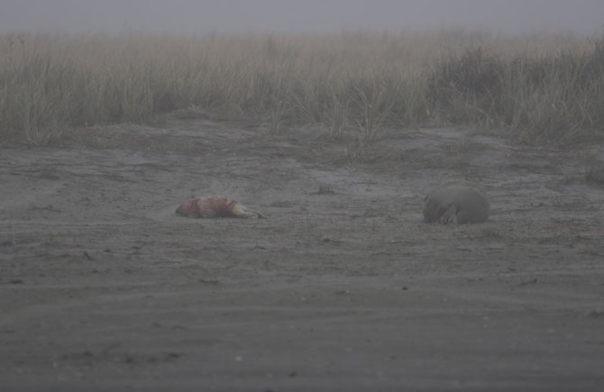 Een pasgeboren pup! Het jonge dier zit nog helemaal onder het bloed en de moeder ligt er nog naast te puffen.