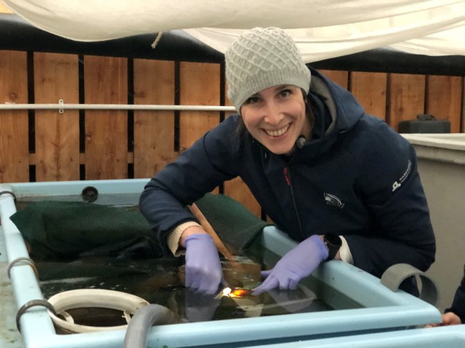 Experimenting with the egg capsule of a thornback ray