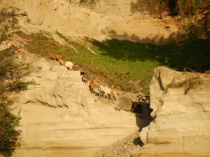 Goats as a cause of erosion endangering man-made historic structures above in Oranjestad.