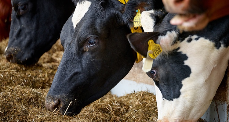 Aanpassing van voeding kan ook helpen tegen hittestress 