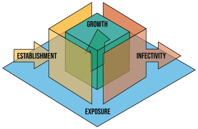 Figuur. Plant and Animal Diversity and Disease across Levels in Ecology (PADDLE) Model.  In dit model staat de gastheerkwaliteit, de bijdrage van een gastheersoort aan de fitheid van een parasietsoort, centraal. Blootstelling (exposure): waarschijnlijkheid van contact tussen een gastheer en infectieuze parasietpropagulen. Vestiging (establishment): waarschijnlijkheid dat de parasiet een gastheer infecteert, mits er contact is geweest. Groei: groei en persistentie van parasieten in een geïnfecteerde gastheer. Infectiviteit (infectivity): afgifte van infectieuze propagulen van een geïnfecteerde gastheer die toegankelijk zijn voor vatbare gastheren. Door Mommer en PADDLE team. 