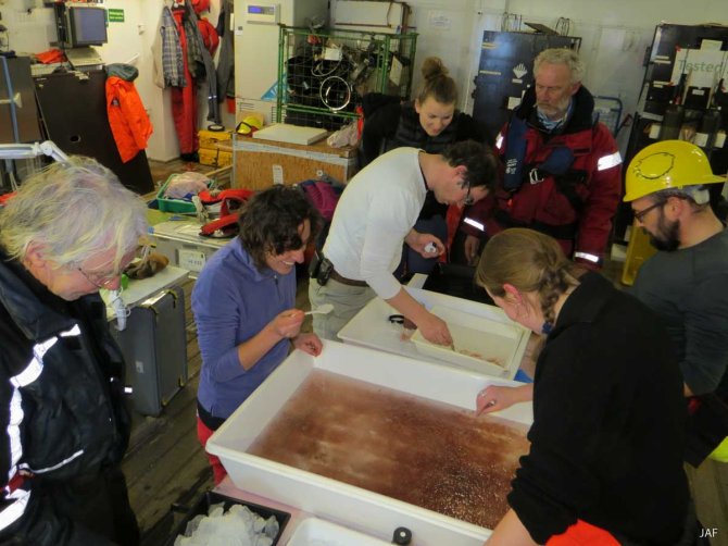 Team Iceflux has a look at the catch and helps out sorting and counted. Many hands make the work a lot easier!