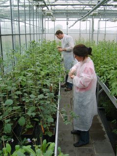 Sampling the plants by NVWA staff