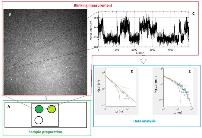 Na het maken van de quantum dots werden ze bekeken met de microscoop (A en B). Daarna werd de fluorescentie over tijd gemeten (C), waarvan een kansendichtheidsgrafiek gemaakt kon worden (D).