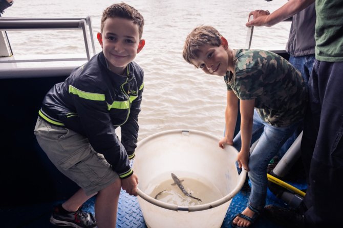 De 250 steurtjes zijn afkomstig van een speciaal kweekprogramma in Frankrijk, anderhalf jaar oud, ongeveer 30 cm lang en 100 gram zwaar.