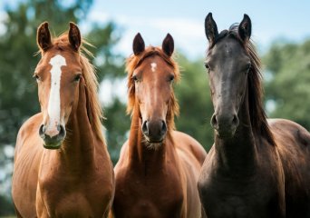 Equine viral arteritis