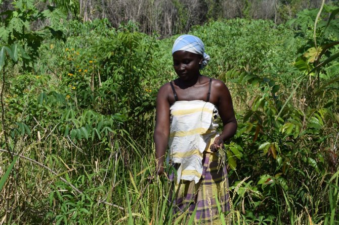 Aucaanse vrouw oogst rijst langs de Marowijnerivier, Suriname. Foto: Alice Bertin