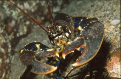 Europese zeekreeft (Homarus gammarus)