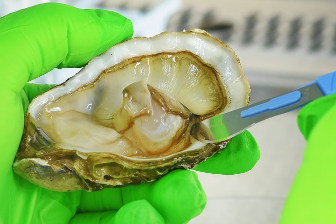 Analysis of norovirus in shellfish