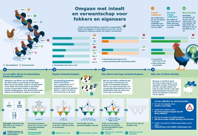 Infographic 2: Omgang met inteelt en verwantschap voor fokkers en eigenaren