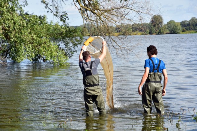 The captured larvae are flushed to the collection container of the hoop net (Tom Buijse)