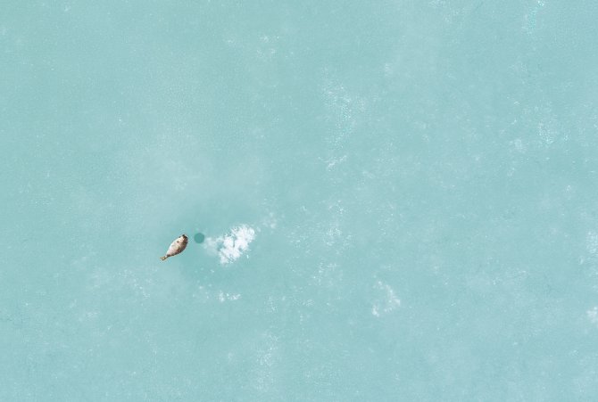 Ringelrob naast ademgat op het zee-ijs van St. Jonsfjorden, Spitsbergen (Foto: Aeria (Eelke Folmer)/NIOZ/WUR)