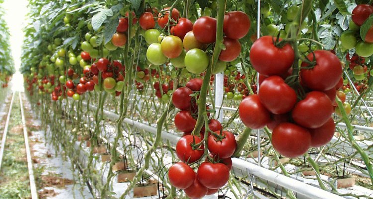 Close relative of the cultivated tomato is resistant to many insects - WUR