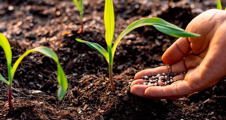 soil fertility essay