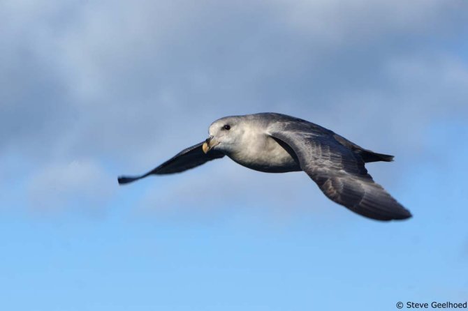 Noordse stormvogel (Foto: Steve Geelhoed)