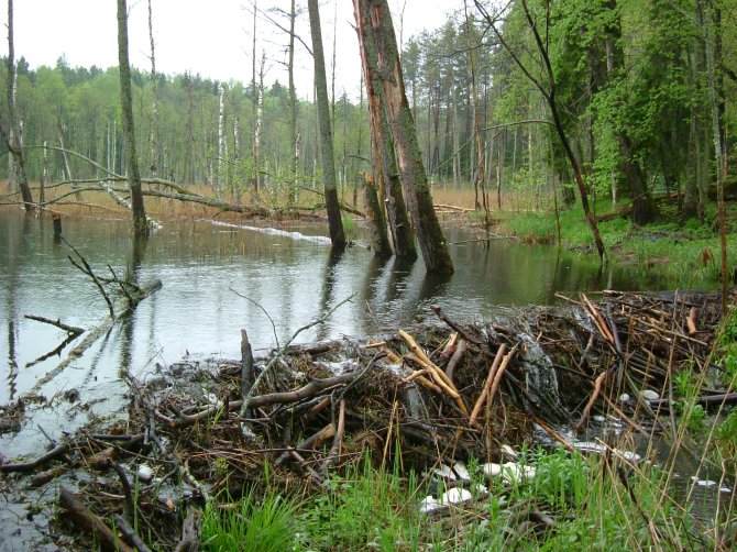  Masuria (PL) Natura 2000 site, Continental Biogeographical Region