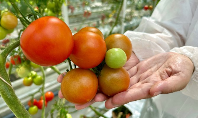 Tomaten aan plant in hand LT.jpg