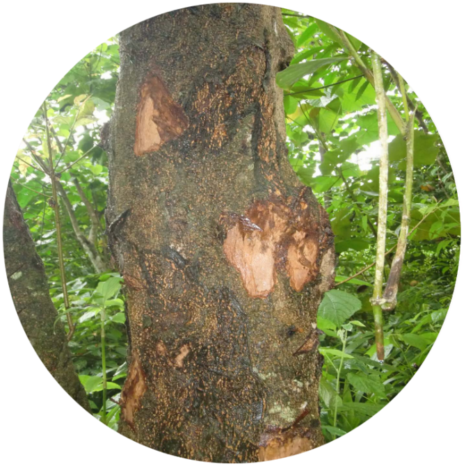 African cherry bark harvested multiple times  from the same tree for international trade, Mount Cameroon