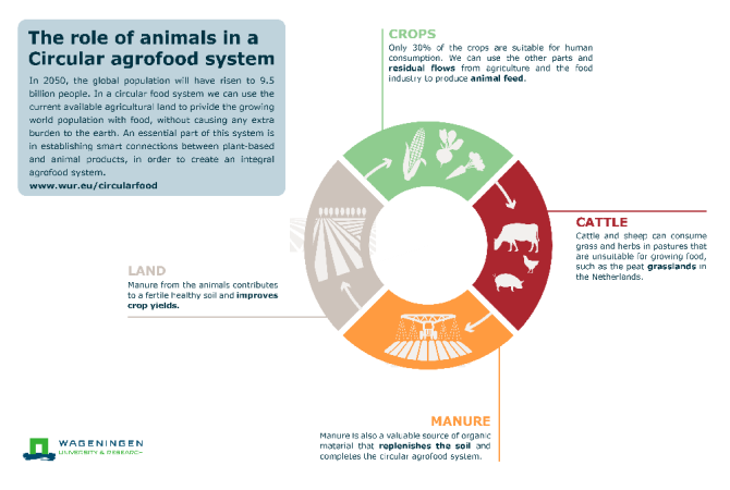 Infographic Circular Agrofood System