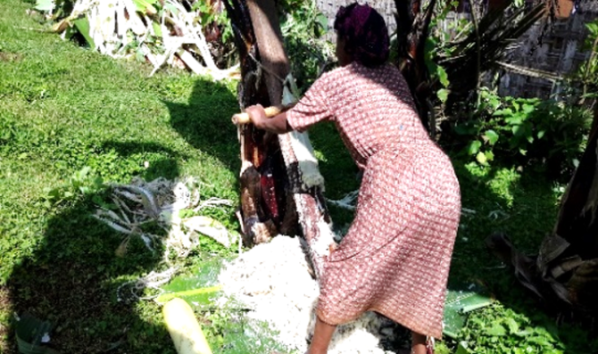 Figure 5: woman in Sidama region doing dicortication of Enset