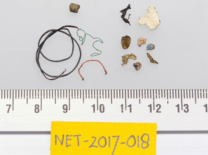 Voorbeeld van de drempelwaarde: tot 10% van de stormvogels mag deze hoeveelheid plastic of meer bevatten (Stormvogel NET-2017-018 zat met 0.1174 gram plastic net boven de grens)