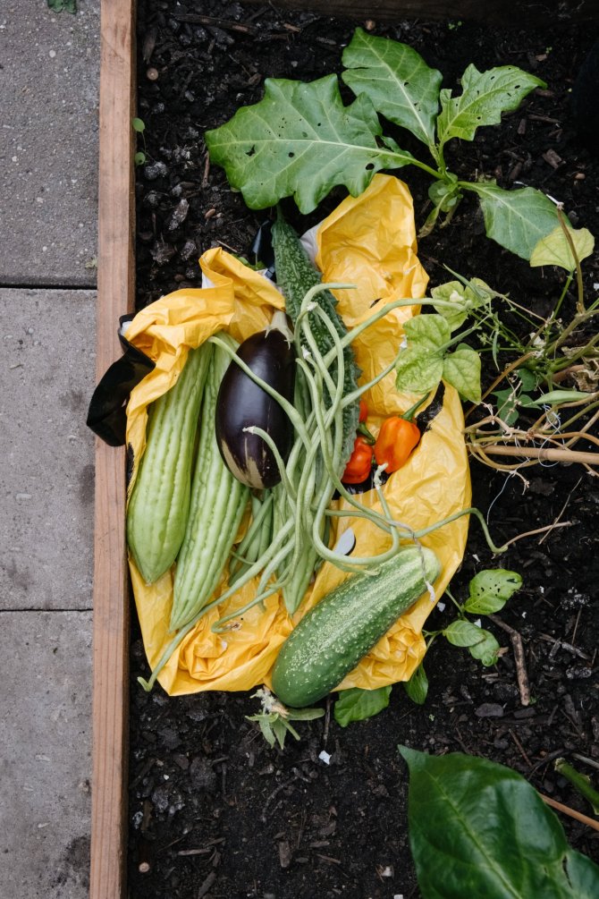 Mixed haul: Aubergine, kouseband (bora), Sopropo (bitter gourd), Madame Jeanette