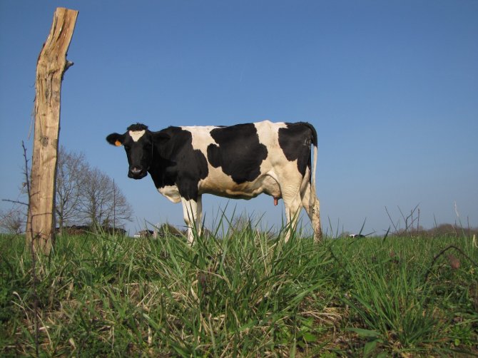 Cow in meadow