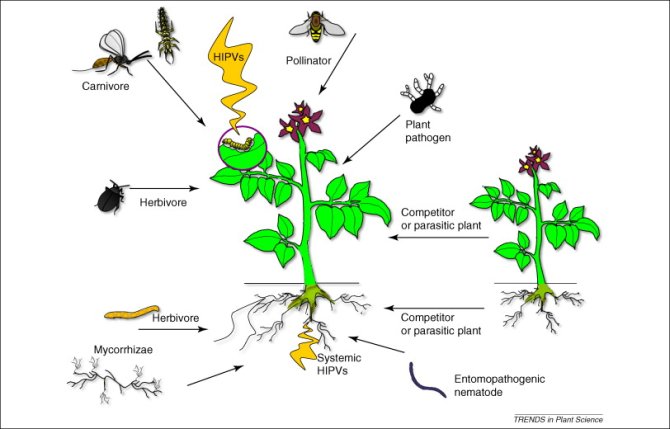 Dicke & Baldwin, Trends in Plant Science 2010