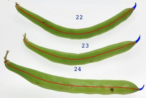 Cultivarj An Imagej Plugin For Plant Variety Testing Wur