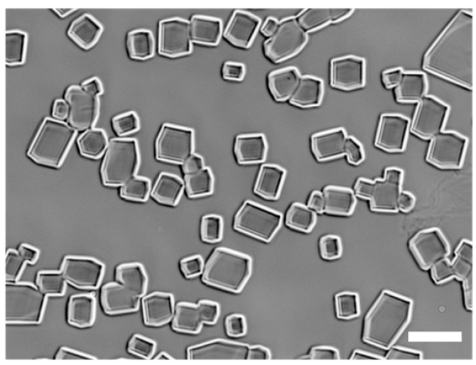 IJskristallen na het vries- en ontdooiproces met de Wageningse antivrieseiwitten. De eiwitten voorkomen dat de kristallen verder groeien tot scherpe, puntige vormen (Foto: Rob de Haas).
