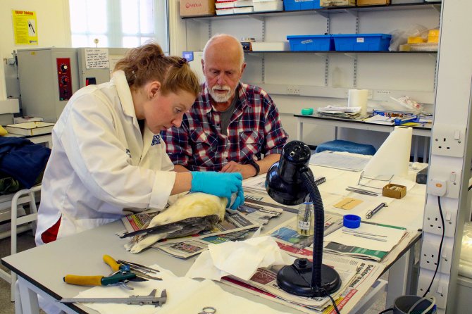 Dissection of fulmars at Dove Marine Laboratory (Newcastle University). The coordinator of the beached bird survey and the fulmar project in Northeast England, Dan Turner, took this picture of Kelly McIntosh (Local coordinator at Marine Scotland) dissecting a fulmar under supervision of Jan van Franeker (Wageningen Marine Research). Without the good collaboration with local coordinators and the help of universities, this work would be impossible. Photo: Dan Turner