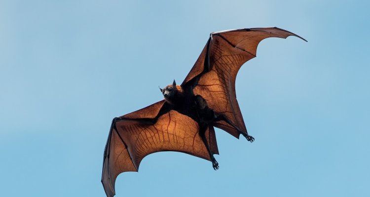 diagnostiek testen ziekten rabies vleermuis amfibie bij