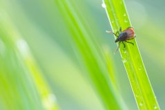 A questing female Ixodes ricinus