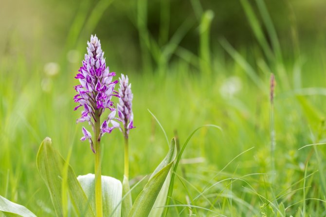 orchis_militaris_shutterstock_2309464801.jpg