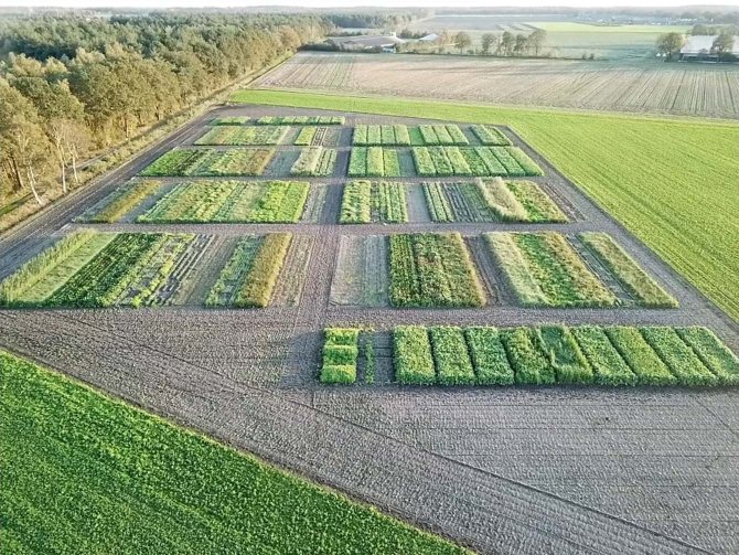 Veldproef groenbemesters met Meloidogyne chitwoodi