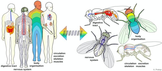A comparison of the digestive tract, nervous system and body organisation between a human and that of a fly