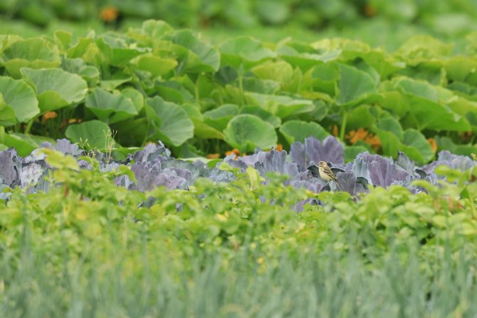 Strokenteelt is gunstig voor de biodiversiteit, onder andere van insecten en vogels.