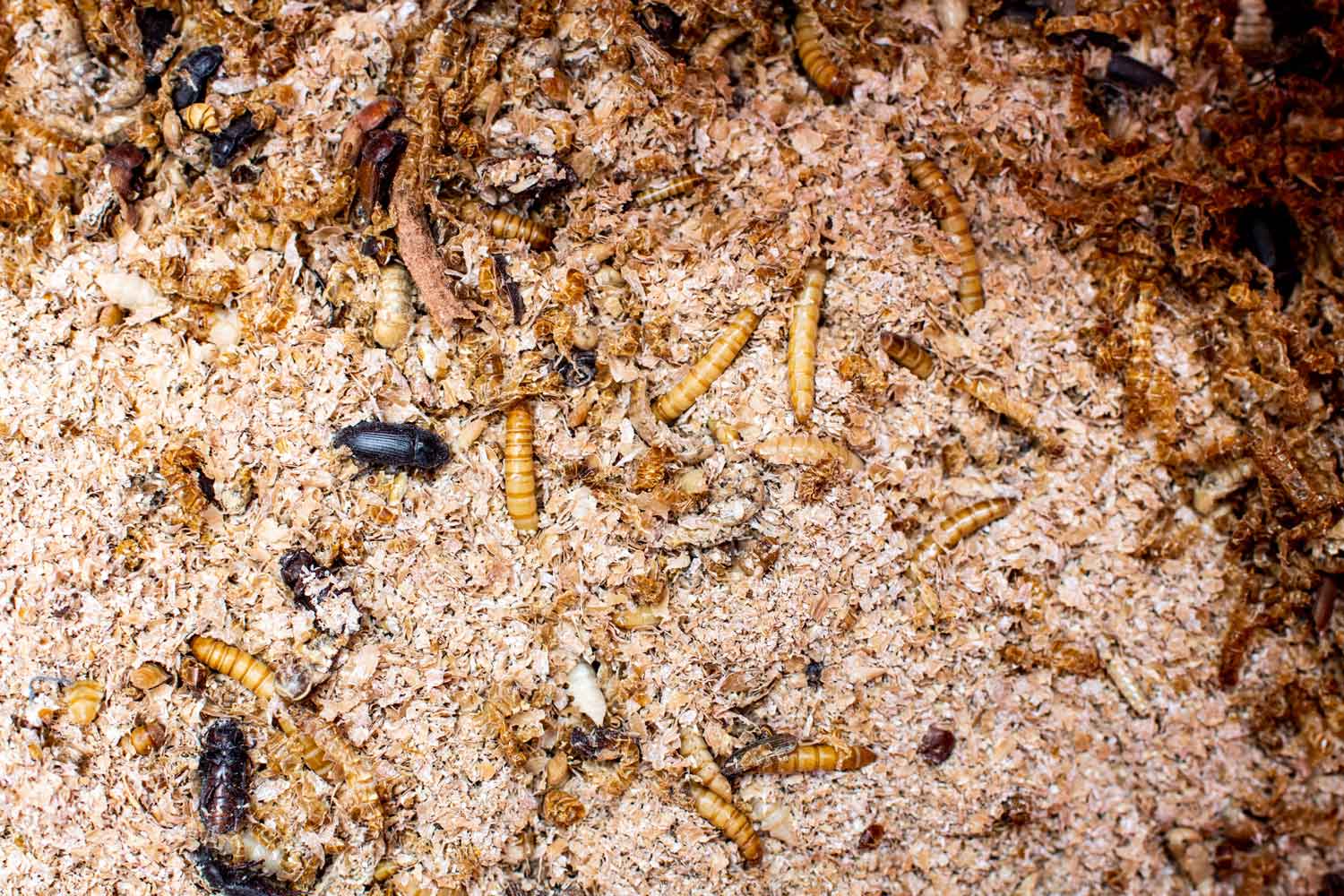 Crickets and mealworms for everyone - WUR