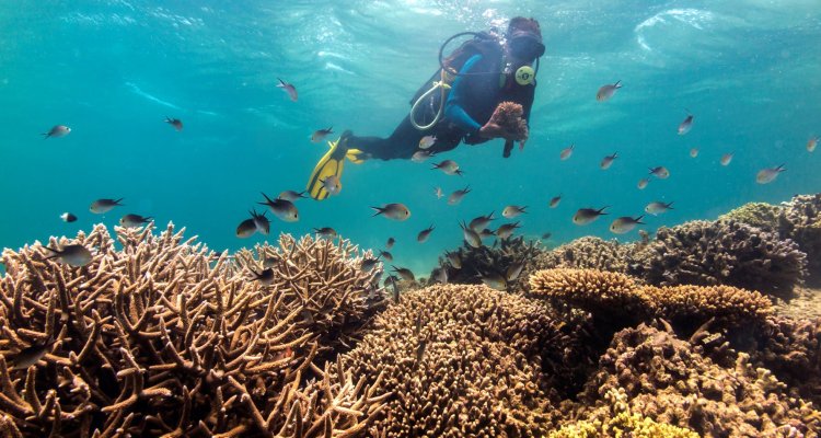 Facilitating The Facilitators: Advancing Coral Reef Restoration By ...