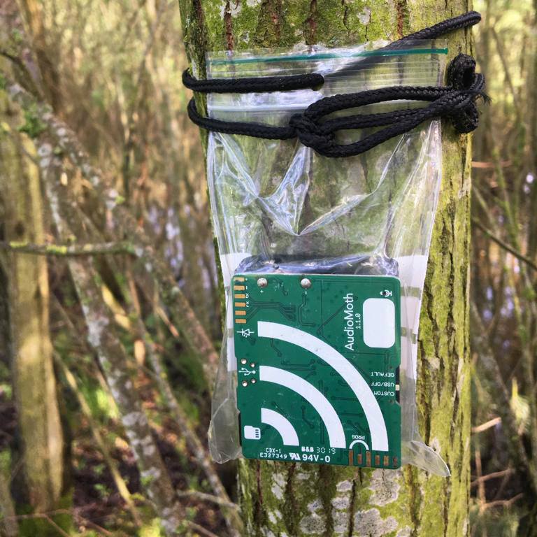 Een AudioMoth acoustische logger, die geluiden van vogels en vleermuizen waarneemt. Foto: Ralph Buij