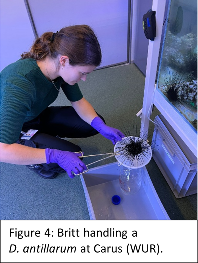 Britt handling a D. antillarum at Carus (WUR).