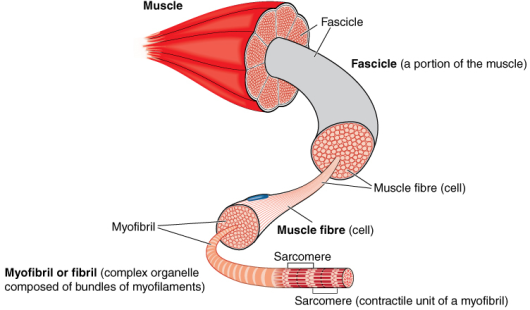 The Selfish Tumour: Loss of muscle mass in cancer patients - WUR