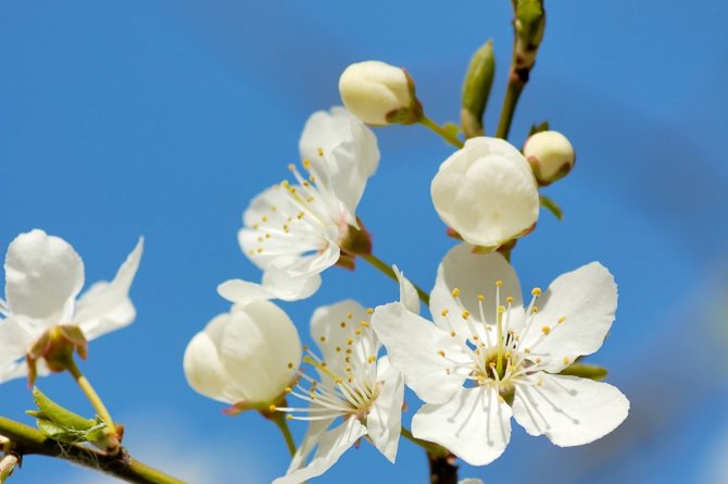 Bloesem (Foto: Shutterstock)