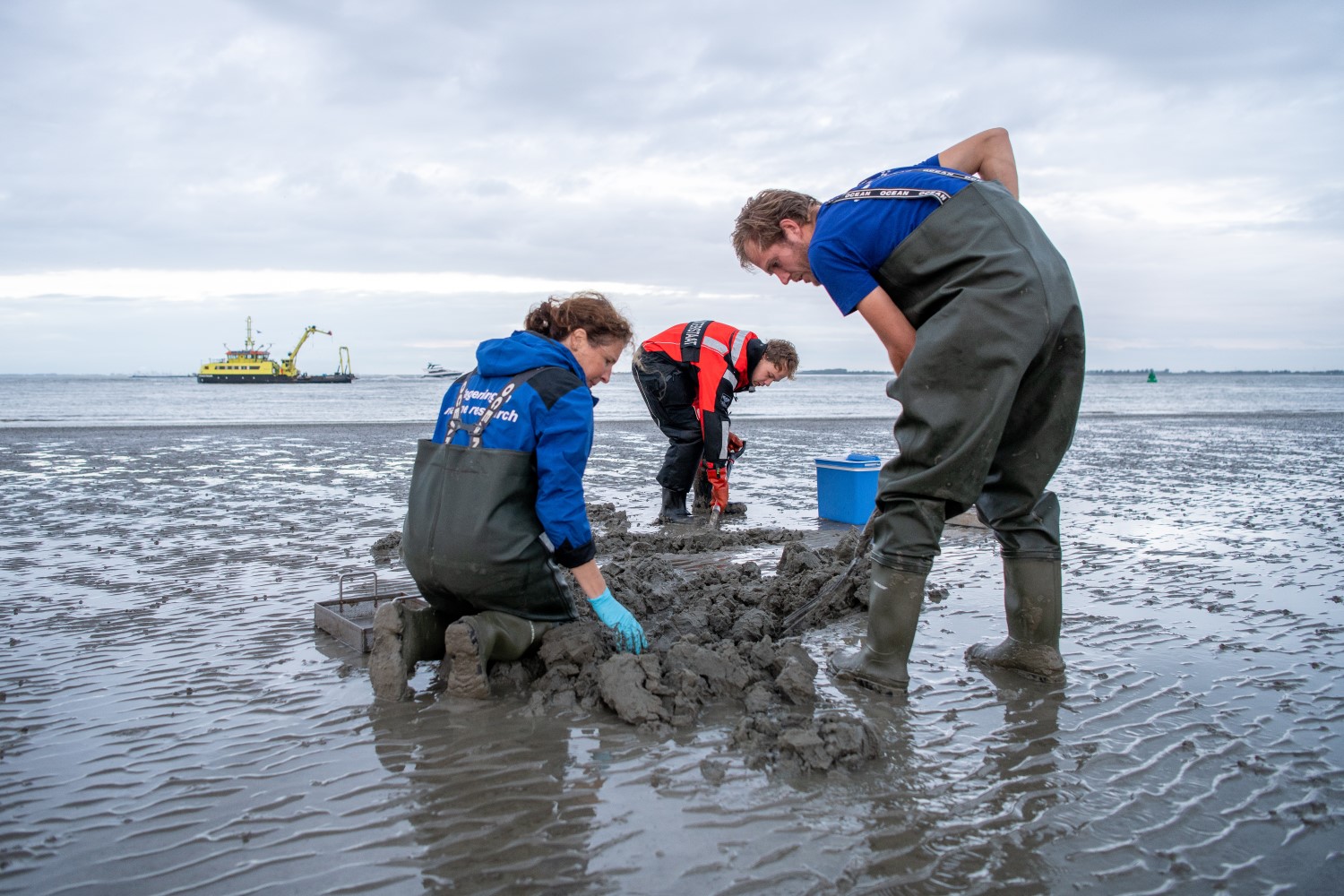 Researchers from Wageningen Marine Research collect lugworms in the Westerschelde estuary for PFAS analysis. September 2023 | Photo: Studio Retouched