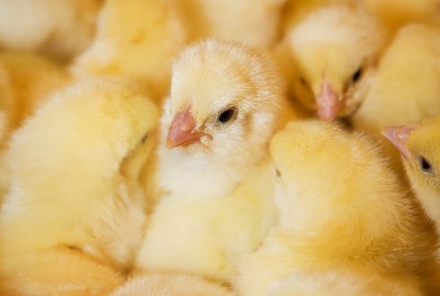 Embryo Development Of Egg Type Chickens Is Not Only Affected By The