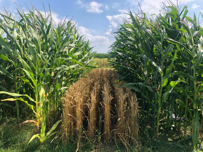 Maize-wheat intercropping at maize later stage