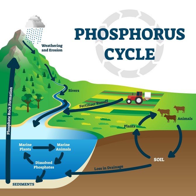 Phosphorus cycle