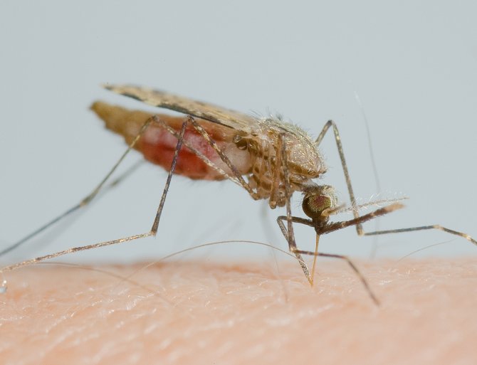 Anopheles gambiae. Photo: Hans Smid